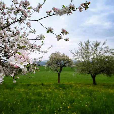 Apartament Steiner Selpritsch