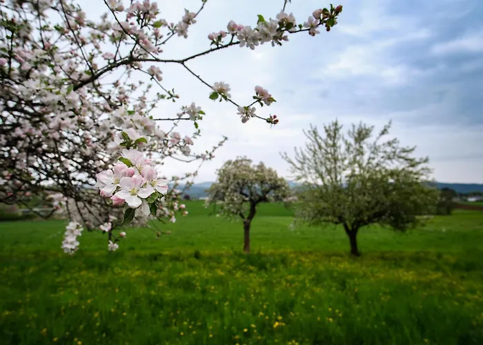 Daire Steiner Selpritsch