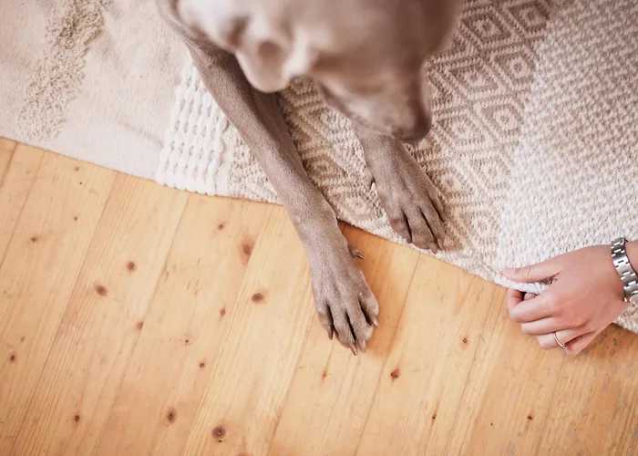 Apartament Steiner *